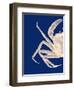 Contrasting Crab in Navy Blue a-Fab Funky-Framed Art Print