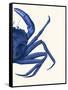 Contrasting Crab in Navy Blue b-Fab Funky-Framed Stretched Canvas