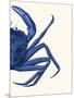 Contrasting Crab in Navy Blue b-Fab Funky-Mounted Art Print