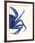 Contrasting Crab in Navy Blue b-Fab Funky-Framed Art Print