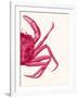 Contrasting Crab in Pink b-Fab Funky-Framed Art Print