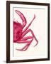 Contrasting Crab in Pink b-Fab Funky-Framed Art Print