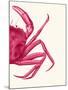 Contrasting Crab in Pink b-Fab Funky-Mounted Art Print