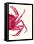 Contrasting Crab in Pink b-Fab Funky-Framed Stretched Canvas