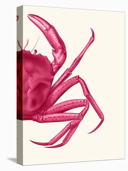 Contrasting Crab in Pink b-Fab Funky-Stretched Canvas