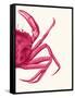 Contrasting Crab in Pink b-Fab Funky-Framed Stretched Canvas