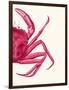 Contrasting Crab in Pink b-Fab Funky-Framed Art Print