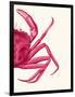 Contrasting Crab in Pink b-Fab Funky-Framed Art Print