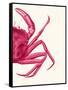 Contrasting Crab in Pink b-Fab Funky-Framed Stretched Canvas