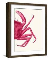 Contrasting Crab in Pink b-Fab Funky-Framed Art Print