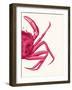 Contrasting Crab in Pink b-Fab Funky-Framed Art Print