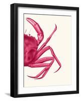 Contrasting Crab in Pink b-Fab Funky-Framed Art Print