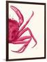 Contrasting Crab in Pink b-Fab Funky-Framed Premium Giclee Print