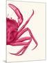 Contrasting Crab in Pink b-Fab Funky-Mounted Premium Giclee Print