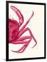 Contrasting Crab in Pink b-Fab Funky-Framed Premium Giclee Print