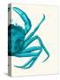 Contrasting Crab in Turquoise a-Fab Funky-Stretched Canvas