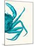 Contrasting Crab in Turquoise a-Fab Funky-Mounted Art Print