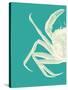 Contrasting Crab in Turquoise b-Fab Funky-Stretched Canvas