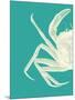 Contrasting Crab in Turquoise b-Fab Funky-Mounted Art Print