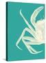 Contrasting Crab in Turquoise b-Fab Funky-Stretched Canvas