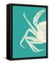 Contrasting Crab in Turquoise b-Fab Funky-Framed Stretched Canvas