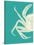 Contrasting Crab in Turquoise b-Fab Funky-Stretched Canvas