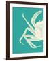 Contrasting Crab in Turquoise b-Fab Funky-Framed Art Print