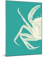 Contrasting Crab in Turquoise b-Fab Funky-Mounted Art Print