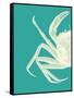 Contrasting Crab in Turquoise b-Fab Funky-Framed Stretched Canvas