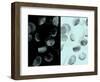 Contrasting Eucalyptus Leaves-Robert Cattan-Framed Photographic Print