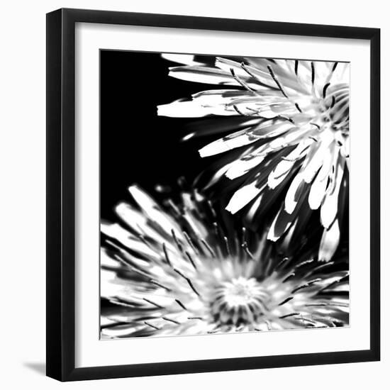 Contrastoflora I-Jean-François Dupuis-Framed Art Print