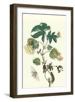 Contton Plant, Moths and Butterflies-Maria Sibylla Merian-Framed Art Print