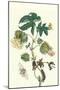 Contton Plant, Moths and Butterflies-Maria Sibylla Merian-Mounted Art Print