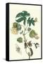 Contton Plant, Moths and Butterflies-Maria Sibylla Merian-Framed Stretched Canvas