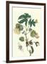 Contton Plant, Moths and Butterflies-Maria Sibylla Merian-Framed Art Print