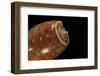 Conus Bullatus-Paul Starosta-Framed Photographic Print