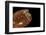 Conus Bullatus-Paul Starosta-Framed Photographic Print