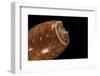 Conus Bullatus-Paul Starosta-Framed Photographic Print