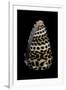 Conus Eburneus Polyglotta-Paul Starosta-Framed Premium Photographic Print