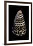 Conus Eburneus Polyglotta-Paul Starosta-Framed Premium Photographic Print