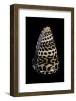 Conus Eburneus Polyglotta-Paul Starosta-Framed Photographic Print