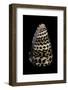 Conus Eburneus Polyglotta-Paul Starosta-Framed Photographic Print