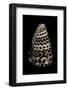 Conus Eburneus Polyglotta-Paul Starosta-Framed Photographic Print