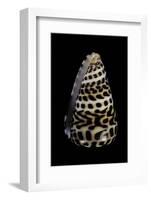 Conus Eburneus Polyglotta-Paul Starosta-Framed Photographic Print