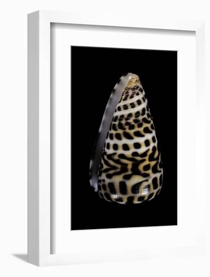 Conus Eburneus Polyglotta-Paul Starosta-Framed Photographic Print