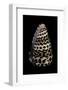 Conus Eburneus Polyglotta-Paul Starosta-Framed Photographic Print