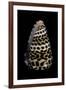 Conus Eburneus Polyglotta-Paul Starosta-Framed Photographic Print