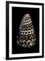 Conus Eburneus Polyglotta-Paul Starosta-Framed Photographic Print