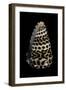 Conus Eburneus Polyglotta-Paul Starosta-Framed Photographic Print