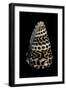 Conus Eburneus Polyglotta-Paul Starosta-Framed Photographic Print